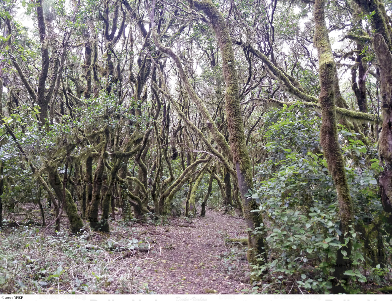 La Gomera 2 